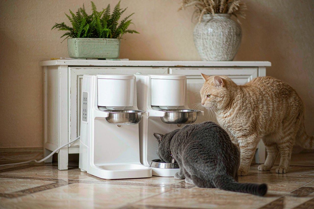 Multi-cat RFID feeder