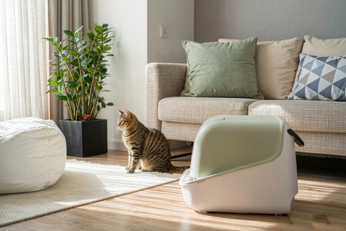Self-Cleaning Litter Box: A Plain Guide for Busy Homes